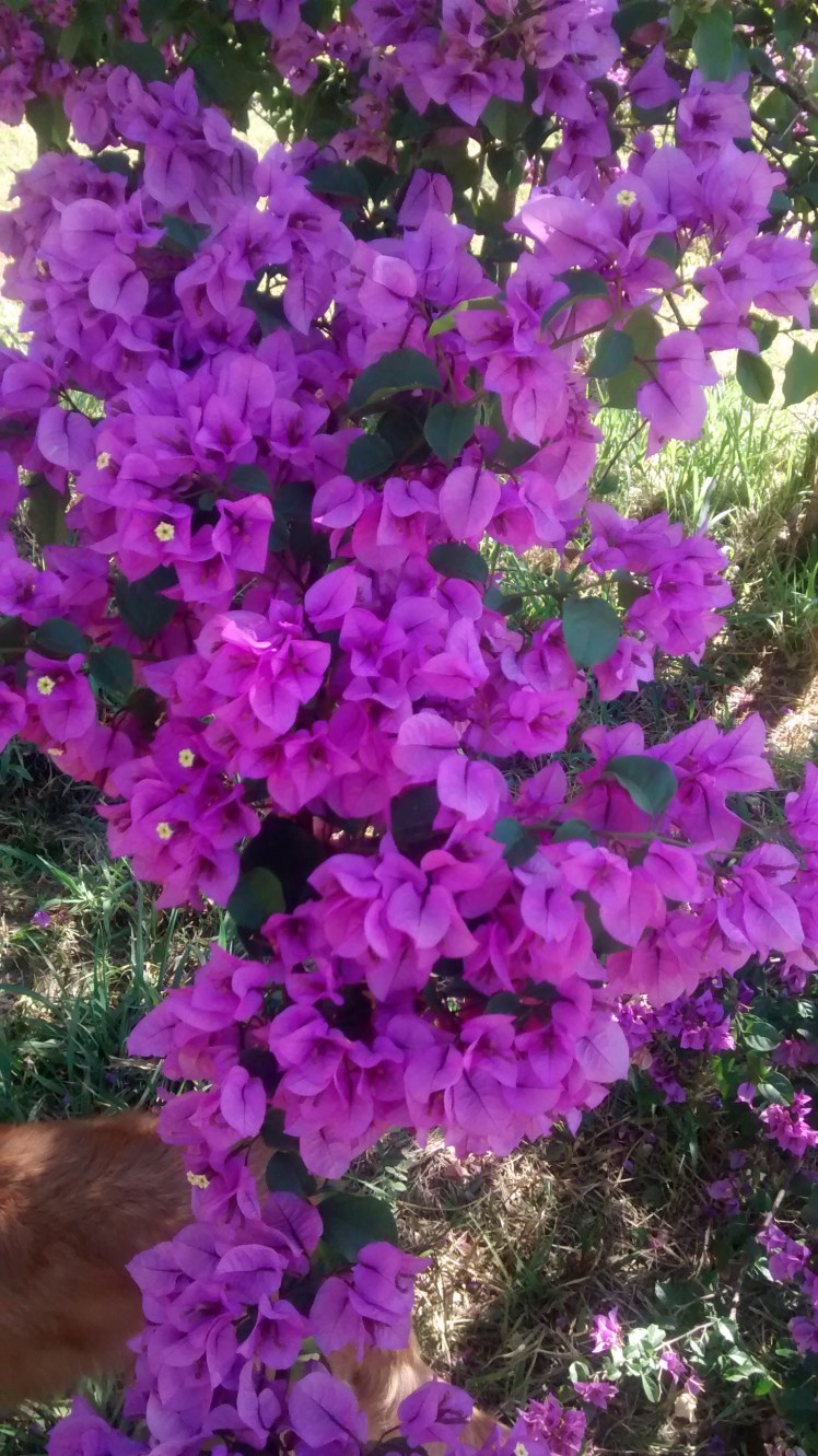 wp-1445036756710 image