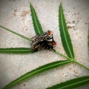 Sexo_mosca_ThiagoMaroca